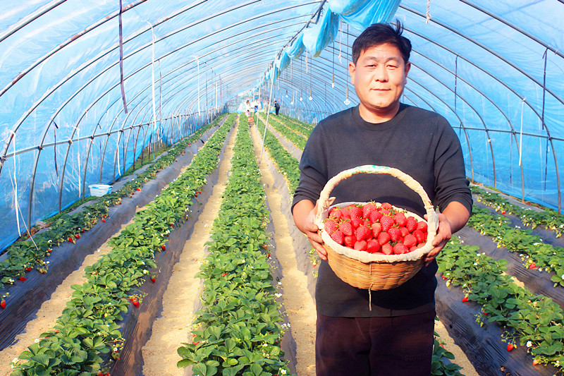 2025��ɽ�|��ݮ�a(ch��n)�I(y��)����A�M���_�����f���R�ϲ�ݮ�@��ժ�ý�