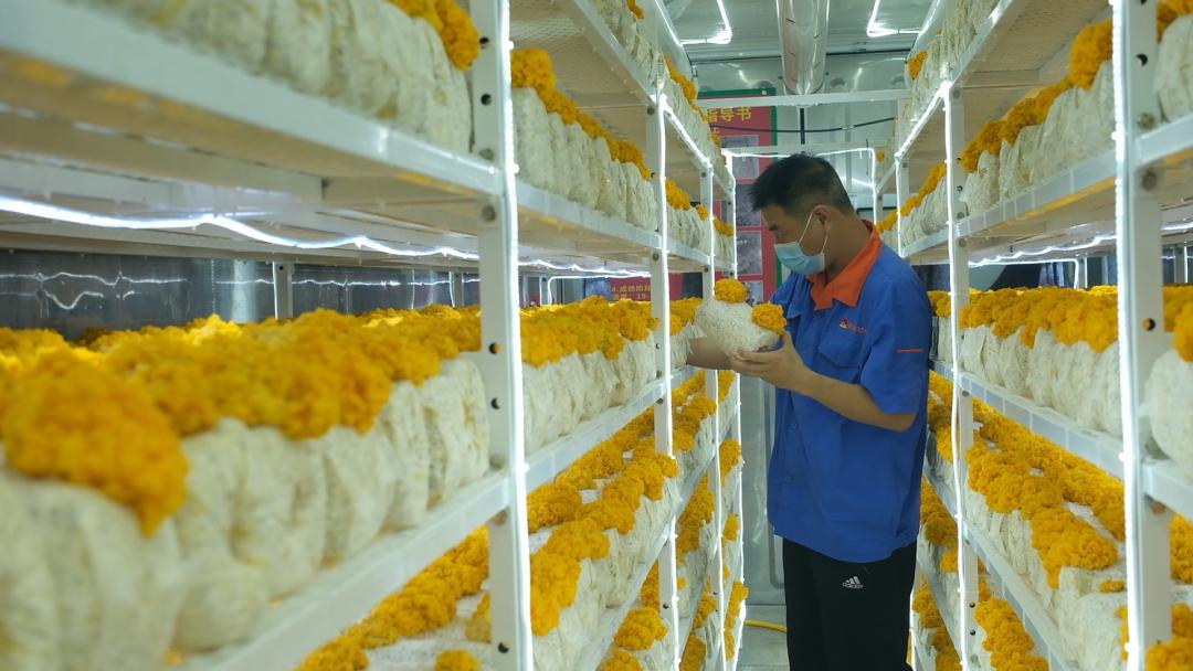 ɽ�|���f�����S�𡱮a(ch��n)�I(y��)����ġ������������Ƽ���(w��n)�a(ch��n)��